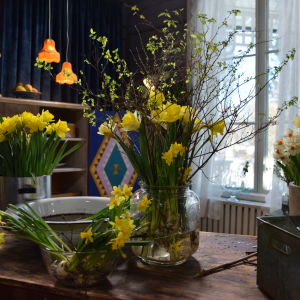Drivkvistarna kan man använda som sådana eller i arrangemang med snittblommor. Ett bord med olika narcisser och påskris i vaser och krukor.