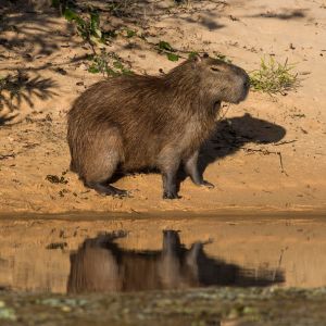 En kapybara, eller ett vattensvin som det också kallas, fotograferad vid ett vattendrag i Pantanal i Brasilien. En kapybara, eller ett vattensvin som det också kallas, står vid ett vattendrag i Pantanal i Brasilien. Den är strävhårig och har tjock nos