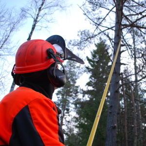 Skogsarbetare sågar ner gren med såg på teleskopskaft.