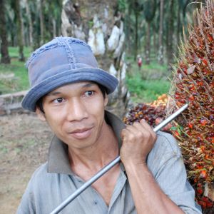 Flertalet av dem som jobbar på oljepalmplantagerna i Malaysia är gästarbetare från grannländerna. Arbetet är tungt, för en frukt kan väga 40 kilogram. Flertalet av dem som jobbar på oljepalmplantagerna i Malaysia är gästarbetare från grannländerna. Arbetet är tungt, för en frukt kan väga 40 kilogram