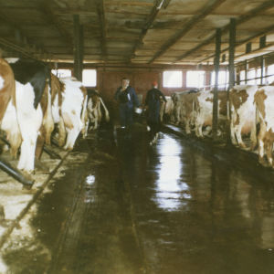 Kellastunut kuva parsinavetan keskikäytävältä. Lehmät kuvan oikeassa ja vasemmassa laidassa. Käytävän päässä maanviljelijät navettatoimissaan. 