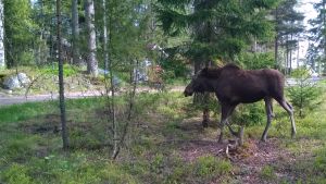 Ulf Lindström ser ofta älgar kring sitt hus i Tolls i Kyrkslätt. Älg promenerar i Kyrkslätt