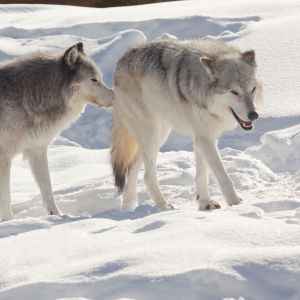 Kaksi sutta Yellowstonen kansallispuistossa talvells. 