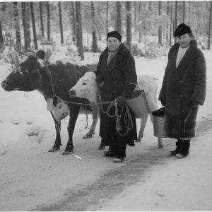 Pakolaisia Pyhäjärveltä. Räisälä. 16-12-39.
