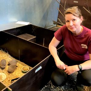 Sanna Sainmaa med några igelkottar. Bilden är tagen i höstas. Veterinär Sanna Sainmaa hukar vid inhägnad med tre igelkottar.