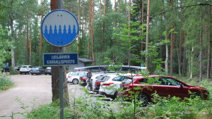En vardag i början av augusti är det också många bilar på parkeringsplatsen, men några lediga platser finns. Parkeringsplats med många bilar och en skylt med texten "Liesjärvi kansallispuisto"