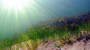Suurin osa Saaristomeren kansallispuistosta on vedenpinnan alla. Kuvassa on meriajokasta Ålgräs.