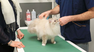 I sommar är det tänkt att veterinärernas arbetsbörda ska underlättas. Då ska en ambulerande veterinär också kunna stå till tjänst. Katja Vesa ser på då chefsveterinär Mikael Granholm undersöker hennes katt Caity.