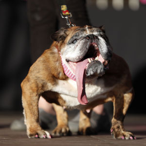 Maailman rumin koira -kilpailun voittaja 2018, englanninbuldoggi Zsa Zsa.