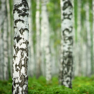 En närbild på en björkstam i en björkskog.