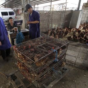Hälsovårdsmyndigheter i Kina uppmanar allmänheten att undvika torg där man säljer levande fjäderfän