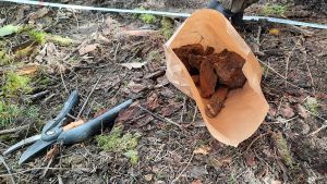 Benen sätts i påsar. Sekatörerna behövs för att klippa av trädrötterna som snärjer in benen. En brun papperspåse med ben i på marken.