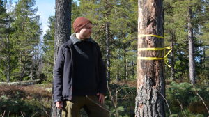 Panu Kunttu är biolog och forskar i skogsekologi. Panu Kunttu undersöker träd som ska huggas.