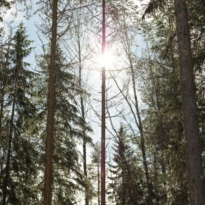 Aurinko paistaa metsän takana, etualalla suuria mäntyjä.