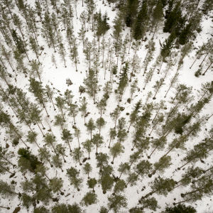Kosken kartannon metsää, Salo, ilmakuva