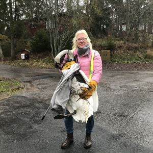 Britt-Mari Juup står med en svan i famnen