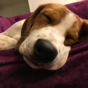 Beagle-pentu nukkuu päiväkodissa