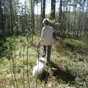 Håll hunden kopplad, säger Nordman. kvinna med en liten vit hund i koppel. Kvinna har ryggen till. Går i solsken i en skogsglänta. Vitsippor, vår.