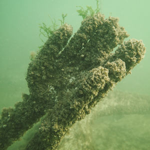 Dalskär-saaren vedenalaisen veistospolun veistoksen yksityiskohta, kädet, joiden pinnalla simpukoita ja muista merieliöitä.