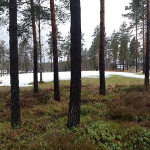 Träd och mossa som delvis är täckt med snö.