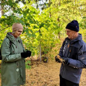 Två människor håller i brungula barr i en park.