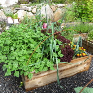En del av en köksträdgård med grönsaksodling i en pallkrage. I den växer spenat, purjolök, sallat och tagetes.