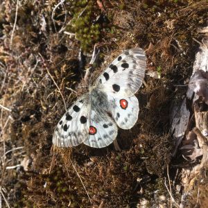 Apolloperhonen paistattelee päivää maassa.