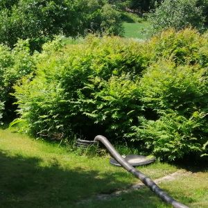 En slang suger upp slam ur en slambrunn.