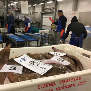 Frågan om fiskerättigheter måste lösas före årsskiftet. Från hamnen i den Helder förs fisken till den närliggande fiskgrossisten. I förgrunden fiskar som är sorterade i lådor. I bakgrunden anställda som sorterar fisk.