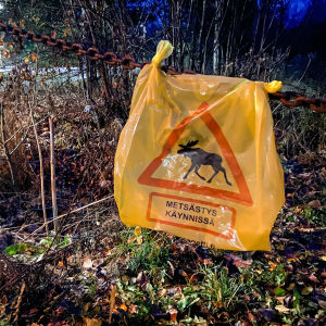 En gul plastpåse fastbunden i en ketting vid en skogsväg. På plastpåsen finns en bild av en älg i en triangel och det står på finska att älgjakt pågår.