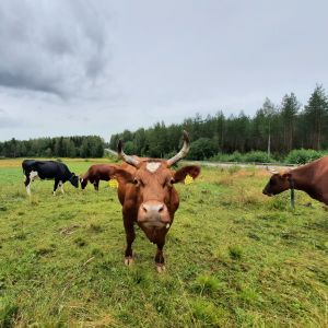 Lehmiä laitumella, yksi sarvipäinen lehmä tuijottaa suoraan kameraan.