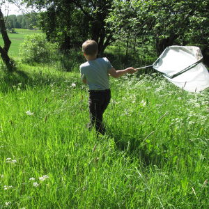 En pojke springer med fjärilshåv genom en sommaräng.