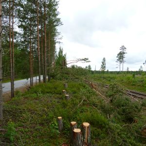 Avsågade tallar mellan Hangöbanan och gamla Ekenäsvägen i Karis.