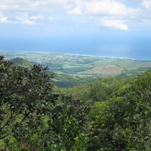 Varannan Mauritiusbo är medveten om klimatförändringen. Vy över grönska på Mauritius och blått hav i bakgrunden