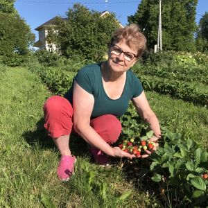 Luomumansikanviljelijä Jaana Auer mansikkapellolla Niemijärven tilalla Multialla.