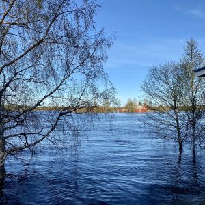 Tulvavesi lähellä Kotisaarta keväällä 2020. 
