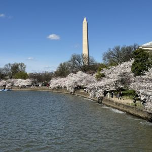 I förgrunden körsbärsträd i bakgrunden Washington monumentet.