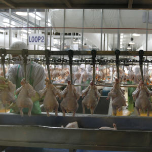 Thailands största kycklingproducent Charoen Pokphand Foods (CPF) fabrik norr om Bankok.