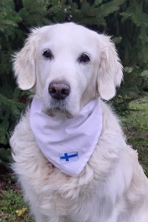Michaela skriver: "Golden Retrievern Nikitas ägare tackar våra veteraner för allt Ni gjort för vårt land. Tack!" Bild inskickad av webbesökare.