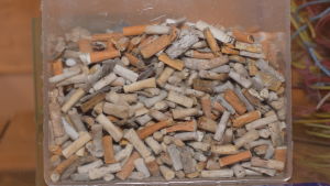 Cigarettfimpar förmultnar inte till prima kompost som en del verkar tro. en glasskål (formad som en kub) fylld med tobaksfimpar.