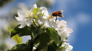Vårsnö? Så länge det finns bin och humlor kunde inte blommorna bry sig mindre. Humla i äppelblomma.