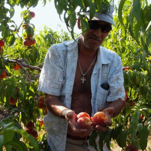 persikoita kerätään tiraspolissa transdnistriassa