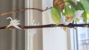 Kaffeträdet som bor i en kruka inne på kafferosteriet blommar, även om det annars är ganska brunt och torrt. Vita blommor på en brun gren.