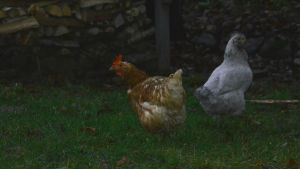 Familjen har fem hönor så det är ingen idé att vara helt veganska, konstaterar Merja Forsman. En vitgrå höna och en brunvit tupp ute på gräsmattan.