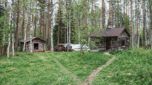 Harmaantunut pihasauna ja liiteri metsäaukealla.