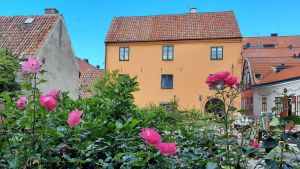 Rosor och gamla hus i Visby.