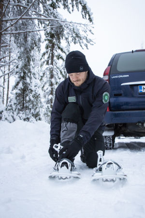 Tobias Peura har hittat vargspår och tar på sig snöskorna för att kunna gå ut i skogen och leta efter flera tecken på att djuret har rört sig i närheten. Jakt- och fiskeövervakare Tobias Peura.