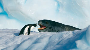 Pingviini ja merileopardi näyttävät huutavan toisilleen lumisessa maisemassa.
