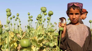 Det produceras mer opium i Afghanistan än i något annat land. Även barn deltar i produktionen. Barn samlar in opium på vallmofält i Afghanistan.
