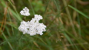 Röllekans blad kan klippas som krydda i kötträtter medan de torkade blommorna kan användas i hemlagat fotsalt. Rölleka i Hangö.